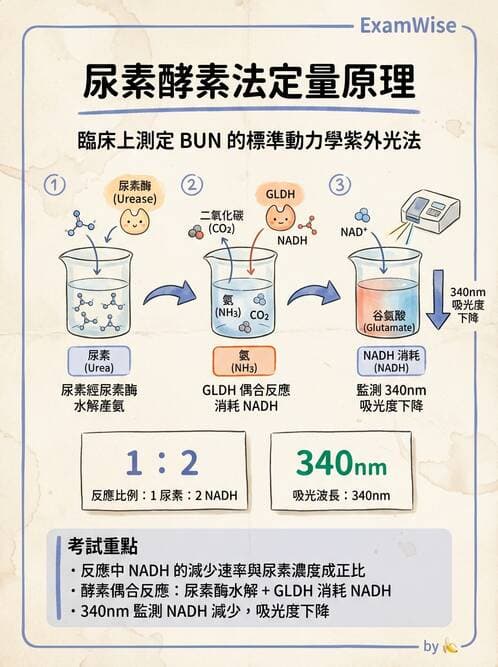 醫檢師 - 腎臟機能與代謝評估 - AI 圖文解析預覽