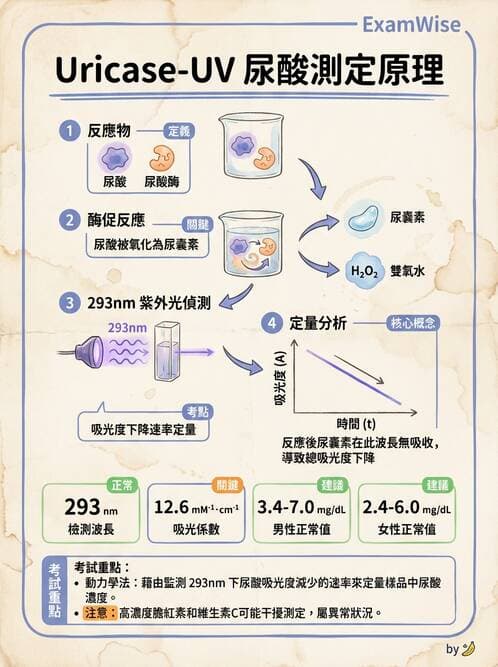 醫檢師 - 腎臟機能與代謝評估 - AI 圖文解析預覽