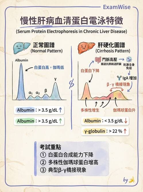 醫檢師 - 血清蛋白與蛋白質檢測 - AI 圖文解析預覽