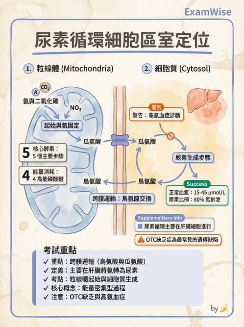 醫檢師 - 腎臟機能與代謝評估 - AI 圖文解析預覽
