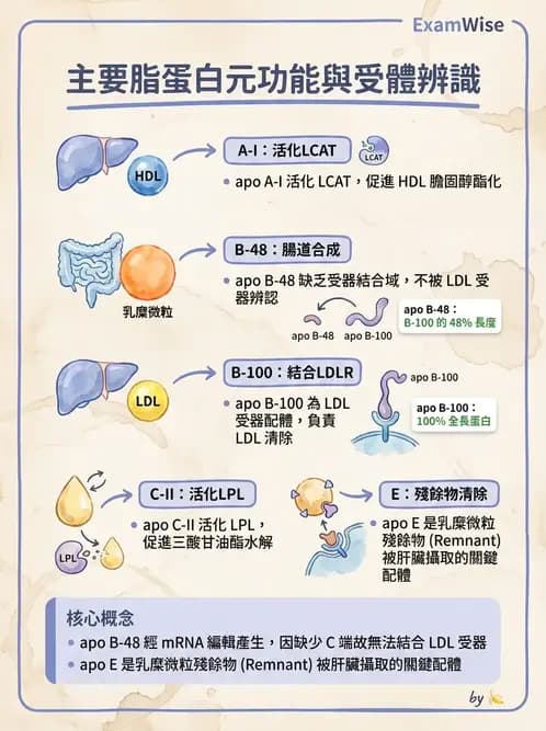 醫檢師 - 脂蛋白分類與臨床應用 - AI 圖文解析預覽