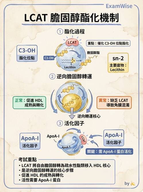 醫檢師 - 脂質代謝與酮體 - AI 圖文解析預覽