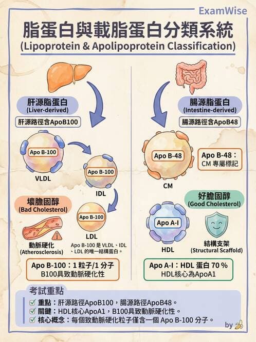 醫檢師 - 脂蛋白分類與臨床應用 - AI 圖文解析預覽