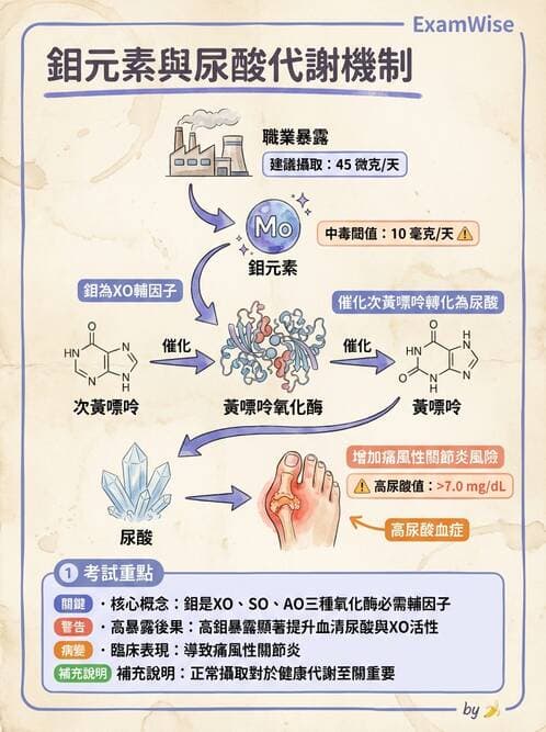 醫檢師 - 電解質與微量元素 - AI 圖文解析預覽