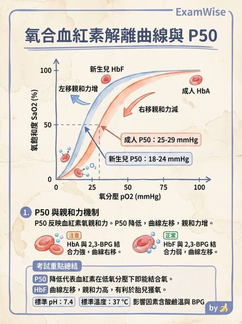 醫檢師 - 血液氣體分析及酸鹼平衡 - AI 圖文解析預覽