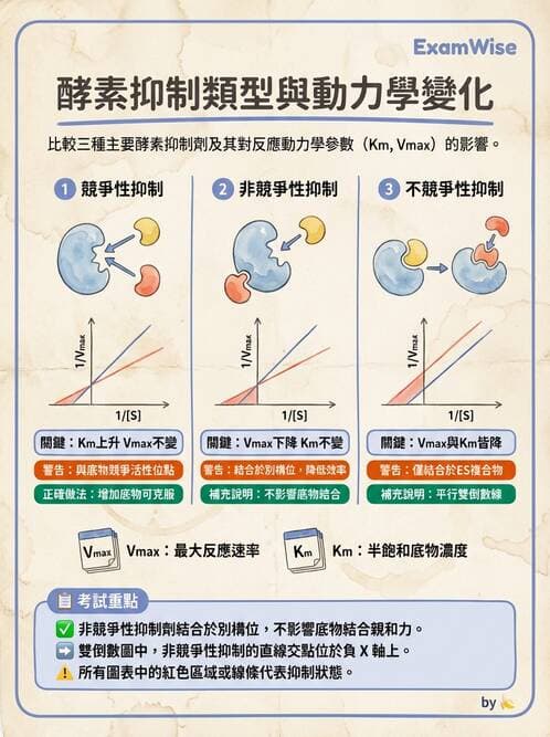 醫檢師 - 臨床酵素學基礎 - AI 圖文解析預覽
