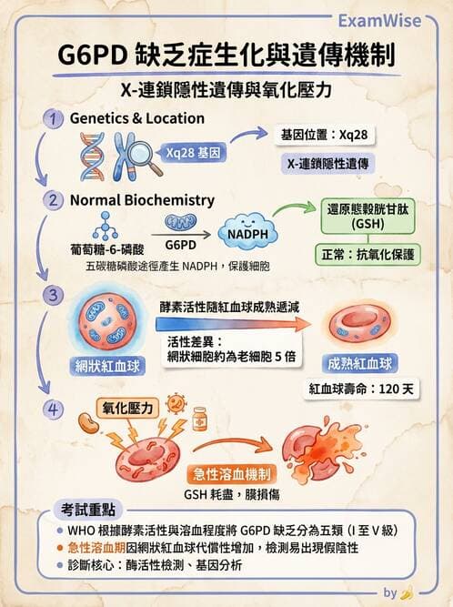 醫檢師 - 臨床酵素學基礎 - AI 圖文解析預覽