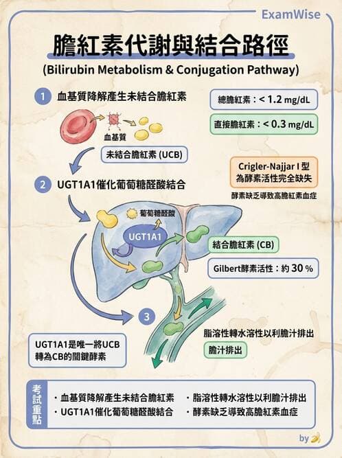 醫檢師 - 肝臟機能與胰臟酵素 - AI 圖文解析預覽