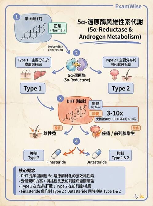醫檢師 - 腎上腺與生殖內分泌 - AI 圖文解析預覽