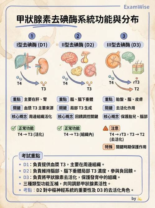 醫檢師 - 甲狀腺與垂體內分泌 - AI 圖文解析預覽