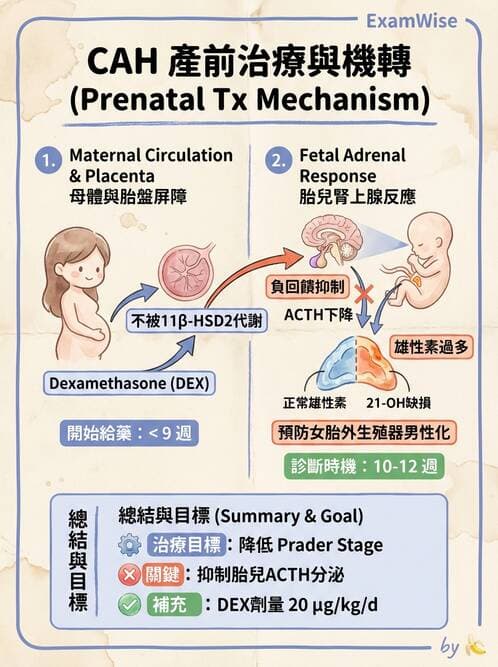 醫檢師 - 腎上腺與生殖內分泌 - AI 圖文解析預覽