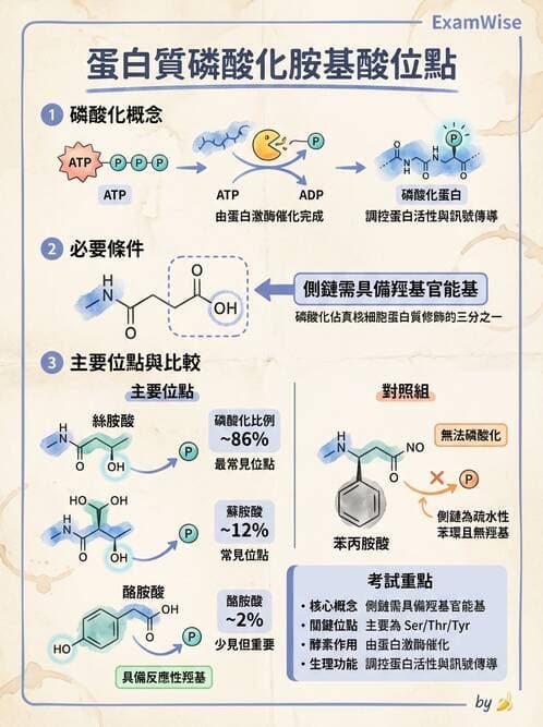 醫檢師 - 胺基酸代謝與先天性疾病 - AI 圖文解析預覽