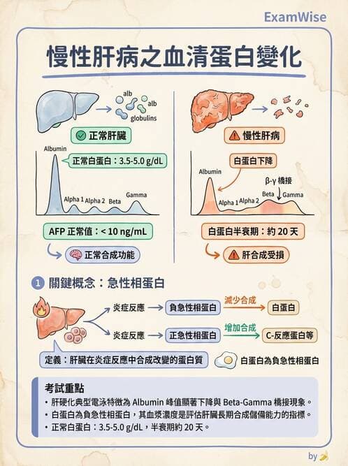 醫檢師 - 血清蛋白與蛋白質檢測 - AI 圖文解析預覽