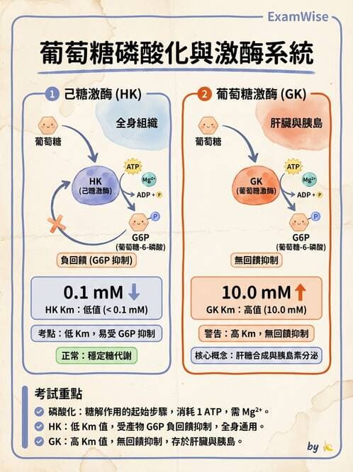 醫檢師 - 醣類代謝與糖尿病 - AI 圖文解析預覽