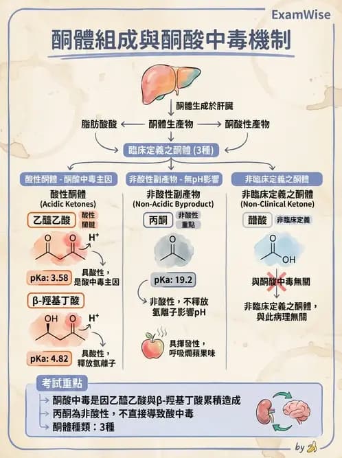 醫檢師 - 脂質代謝與酮體 - AI 圖文解析預覽