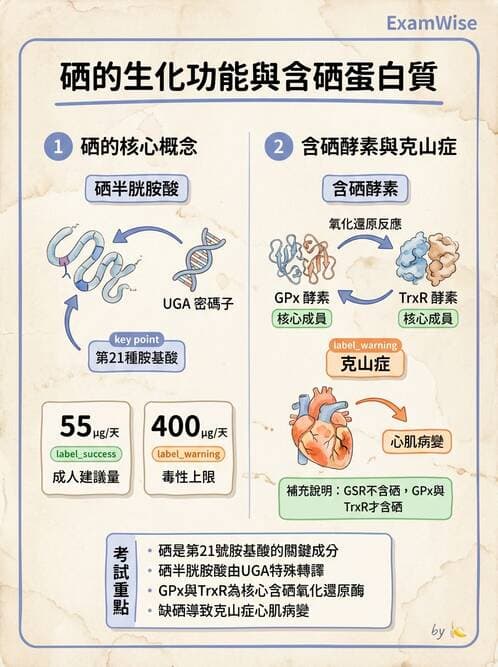 醫檢師 - 電解質與微量元素 - AI 圖文解析預覽