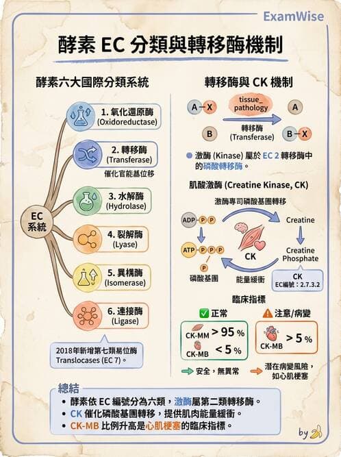 醫檢師 - 臨床酵素學基礎 - AI 圖文解析預覽