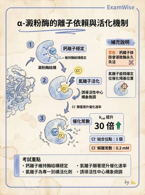 醫檢師 - 臨床酵素學基礎 - AI 圖文解析預覽