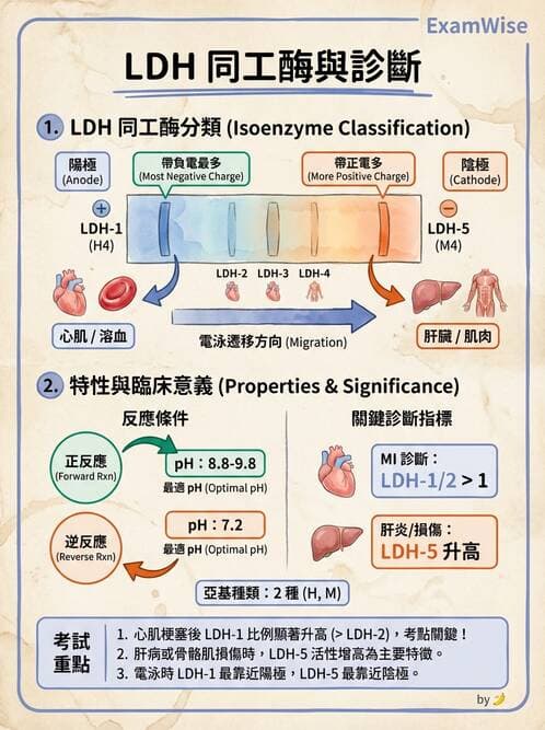 醫檢師 - 臨床酵素學基礎 - AI 圖文解析預覽