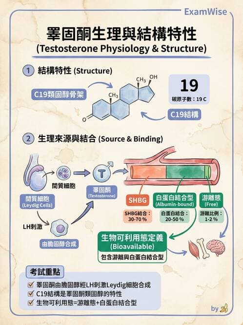 醫檢師 - 腎上腺與生殖內分泌 - AI 圖文解析預覽