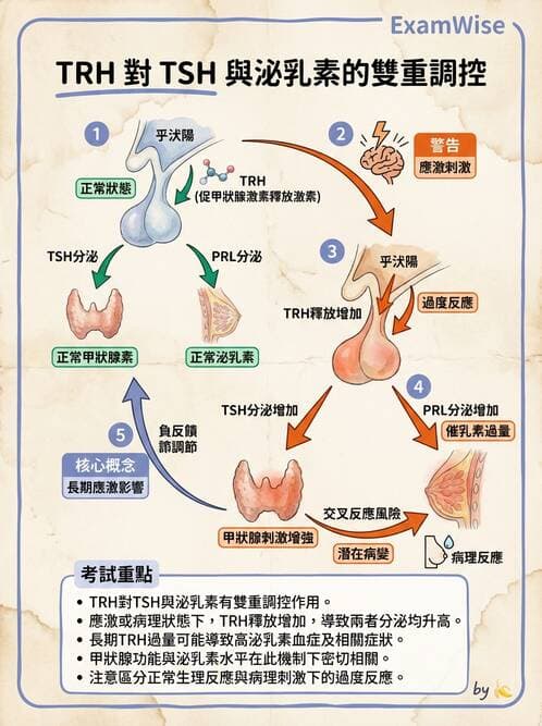 醫檢師 - 甲狀腺與垂體內分泌 - AI 圖文解析預覽