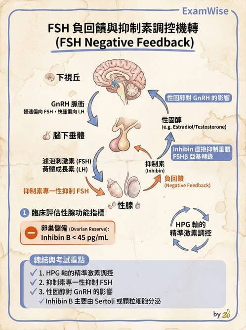 醫檢師 - 腎上腺與生殖內分泌 - AI 圖文解析預覽