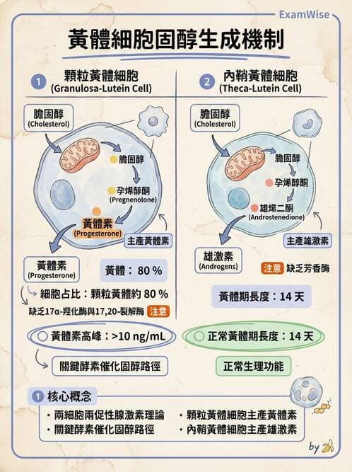 醫檢師 - 腎上腺與生殖內分泌 - AI 圖文解析預覽