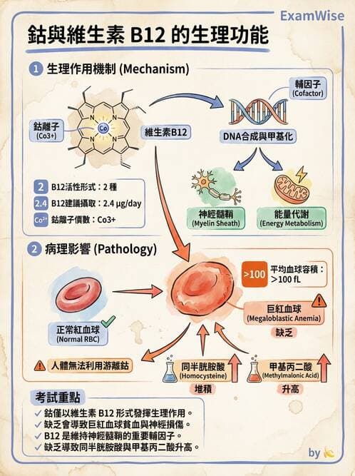 醫檢師 - 維生素 - AI 圖文解析預覽