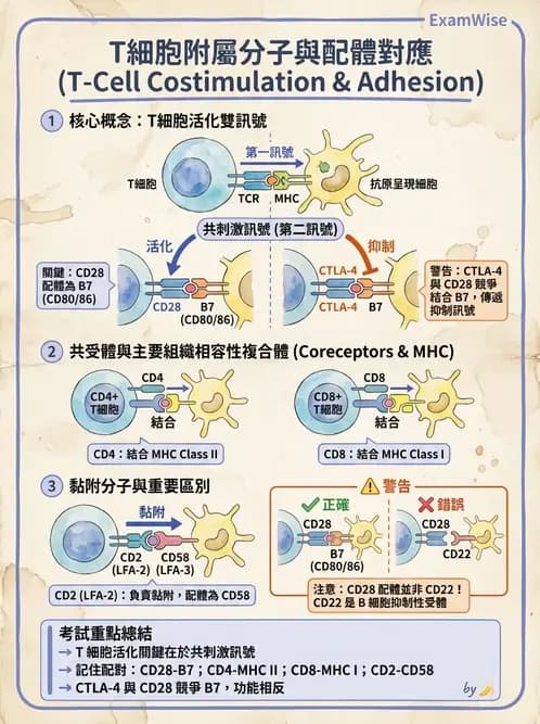 醫檢師 - T細胞發育與功能 - AI 圖文解析預覽