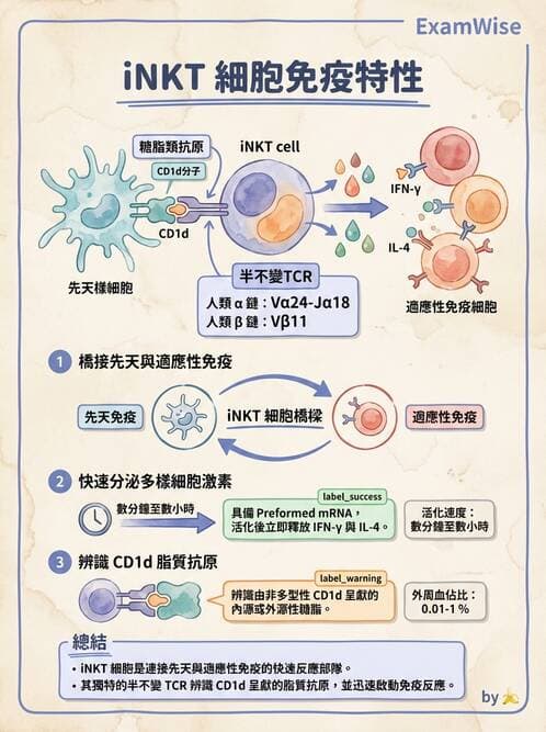 醫檢師 - T細胞發育與功能 - AI 圖文解析預覽