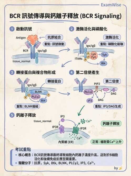 醫檢師 - B細胞發育與抗體生成 - AI 圖文解析預覽