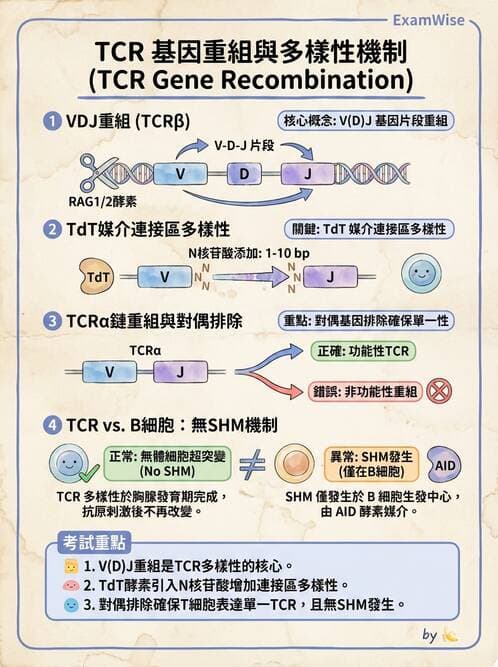 醫檢師 - T細胞發育與功能 - AI 圖文解析預覽