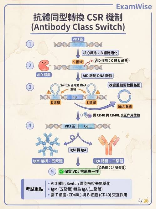 醫檢師 - B細胞發育與抗體生成 - AI 圖文解析預覽