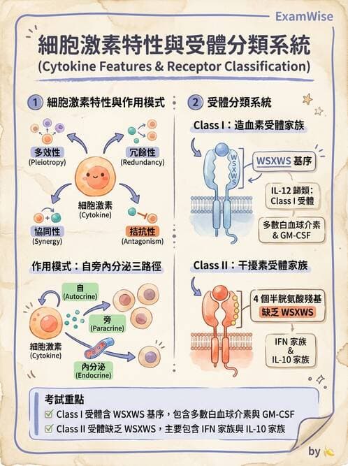 醫檢師 - 細胞激素與抗原呈獻 - AI 圖文解析預覽