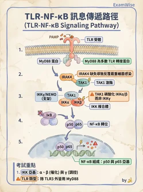 醫檢師 - 細胞激素與抗原呈獻 - AI 圖文解析預覽