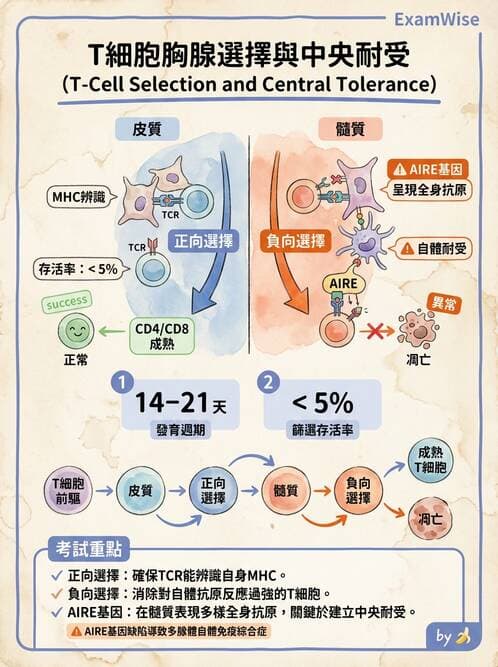 醫檢師 - T細胞發育與功能 - AI 圖文解析預覽