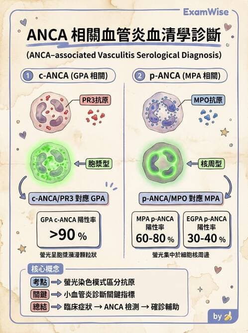 醫檢師 - 其他自體免疫疾病與自體抗體檢驗 - AI 圖文解析預覽