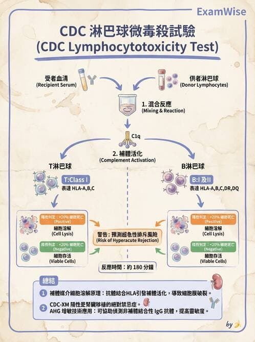 醫檢師 - 組織型與移植免疫學 - AI 圖文解析預覽