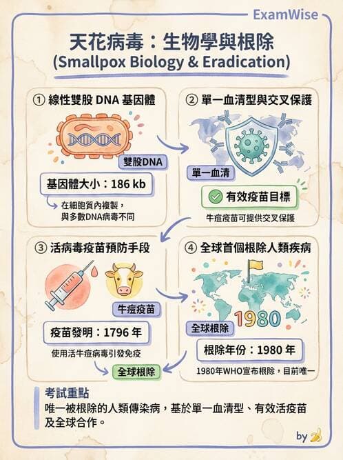 醫檢師 - 腺病毒與痘病毒 - AI 圖文解析預覽