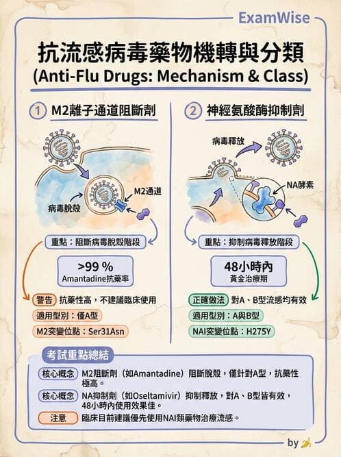 醫檢師 - 正黏液病毒科(流感) - AI 圖文解析預覽
