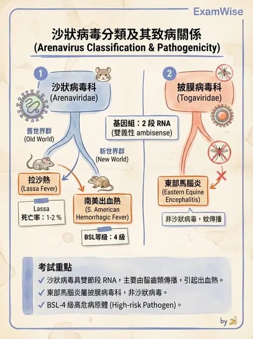 醫檢師 - 其他RNA病毒 - AI 圖文解析預覽