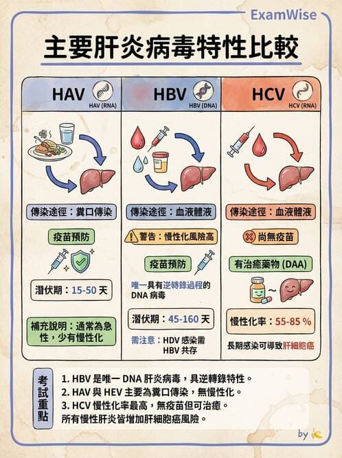 醫檢師 - B型肝炎病毒 - AI 圖文解析預覽