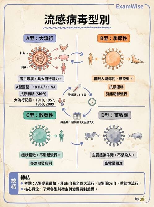醫檢師 - 正黏液病毒科(流感) - AI 圖文解析預覽
