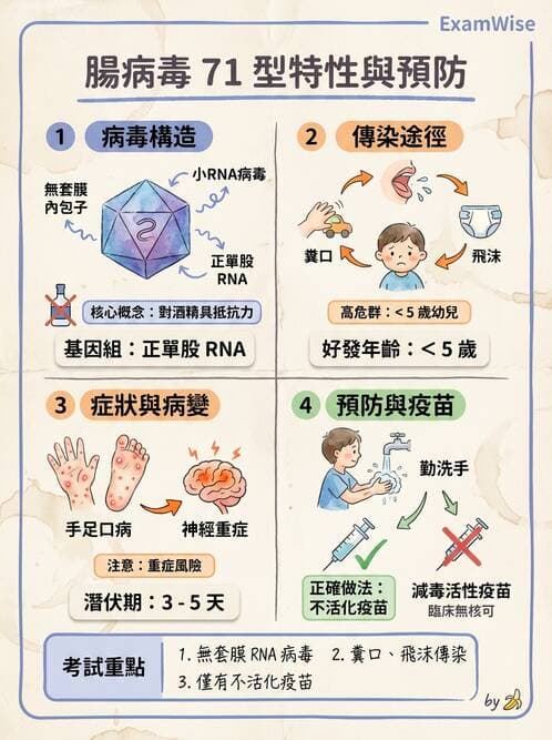 醫檢師 - 小RNA病毒科與腸道病毒 - AI 圖文解析預覽