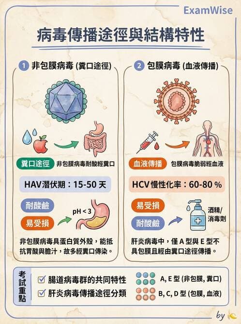 醫檢師 - 小RNA病毒科與腸道病毒 - AI 圖文解析預覽