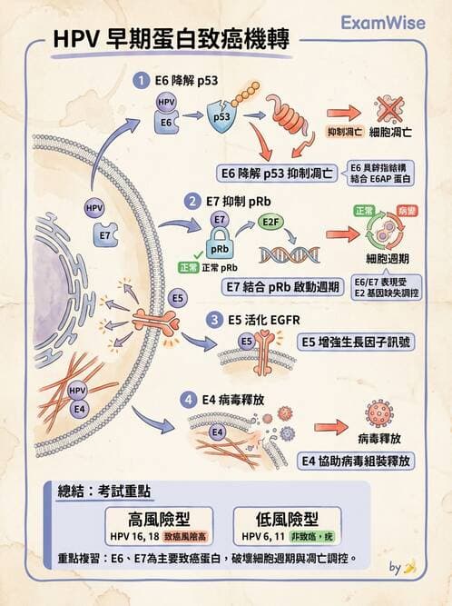 醫檢師 - 人類乳突病毒 - AI 圖文解析預覽