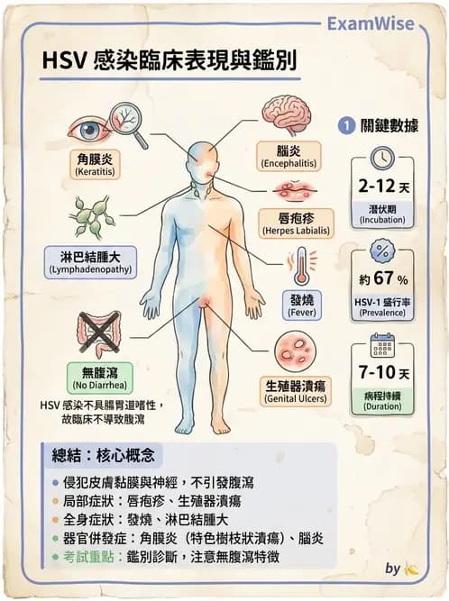 醫檢師 - 疱疹病毒科 - AI 圖文解析預覽