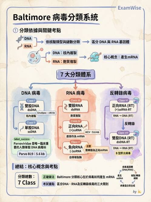 醫檢師 - 細小病毒與多瘤病毒 - AI 圖文解析預覽