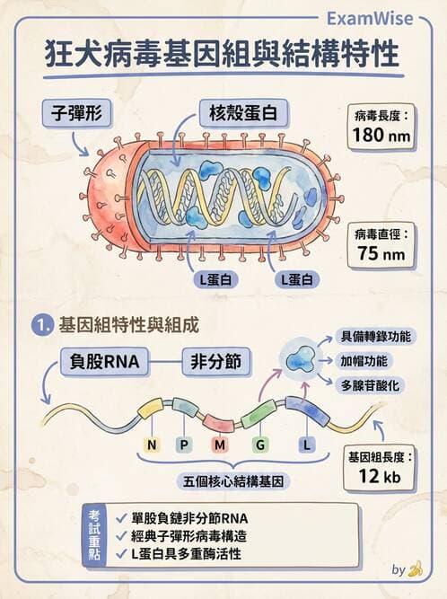 醫檢師 - 其他RNA病毒 - AI 圖文解析預覽