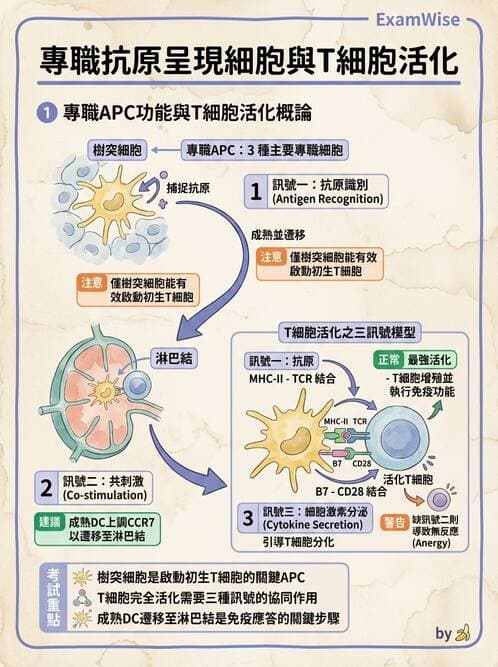 醫檢師 - 細胞激素與抗原呈獻 - AI 圖文解析預覽